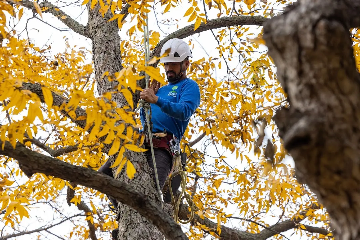 Skilled Tree Planing crew working in Westminster