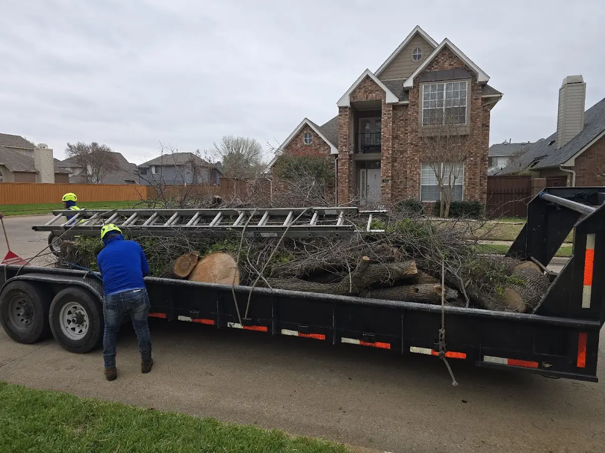 Expert Tree Pest Control with proper safety equipment in Westminster